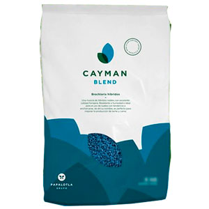 Brachiaria Hibrida Cayman Blend X 2kg