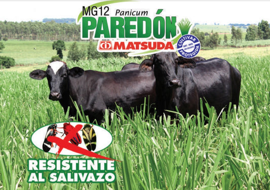 Pasto Paredao