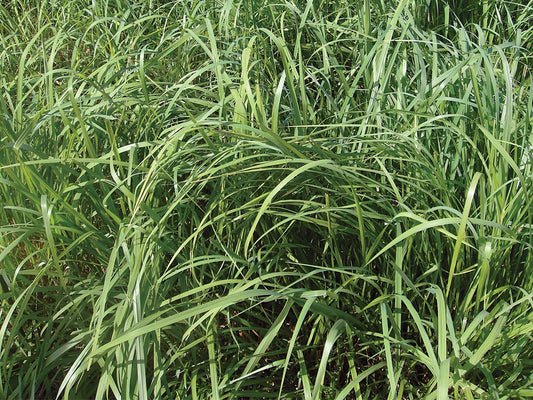 Pasto Massai