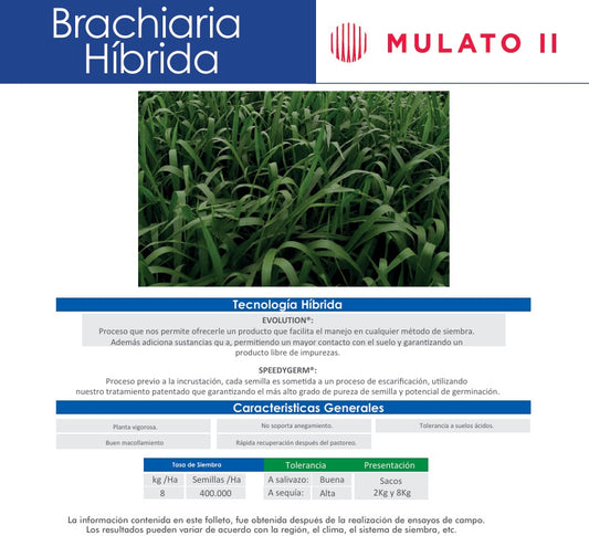 Brachiaria Hibrida Cayman Blend X 2kg