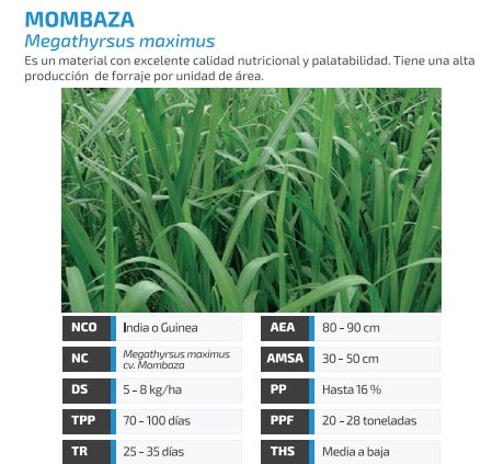 Mombaza - Panicum