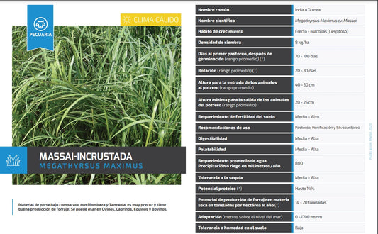 Pasto Massai