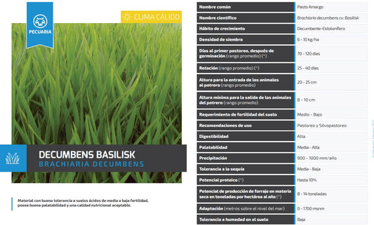 Decumbens - Braquiaria