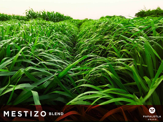 Brachiaria Hibrida Mestizo Blend X 2kg