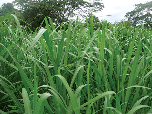 Mombaza - Panicum
