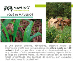 Mavuno - Brachiaria Hibrida x 20 KG