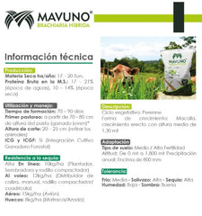 Mavuno - Brachiaria Hibrida x 20 KG