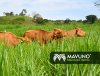 Mavuno - Brachiaria Hibrida x 20 KG