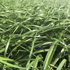 Rye Grass Dorcas